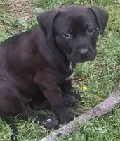 Sally, a female Olde English Bulldogge for sale in Monroe, LA – Photo 1 of 4