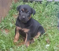 Lulu, a female Olde English Bulldogge for sale in Monroe, LA – Photo 2 of 6