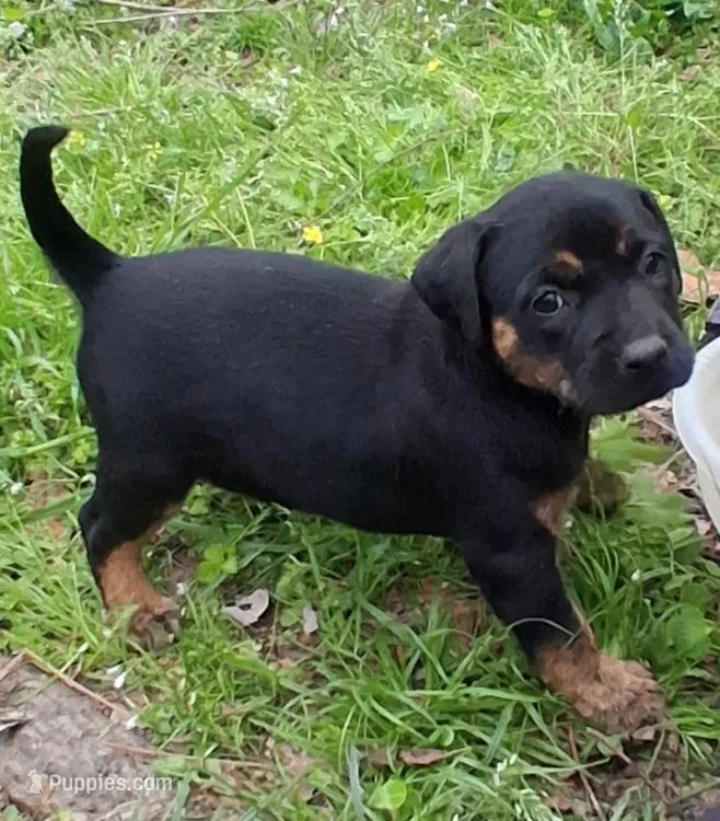 Lulu – Olde English Bulldogge puppy for sale in Monroe, LA