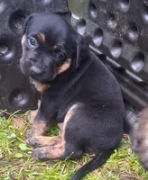 Lulu, a female Olde English Bulldogge for sale in Monroe, LA – Photo 5 of 6