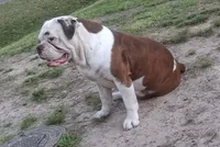 Lulu, a female Olde English Bulldogge for sale in Monroe, LA – Photo 4 of 6