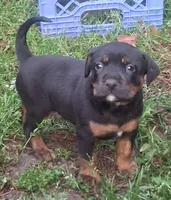 Lulu, a female Olde English Bulldogge for sale in Monroe, LA – Photo 3 of 6