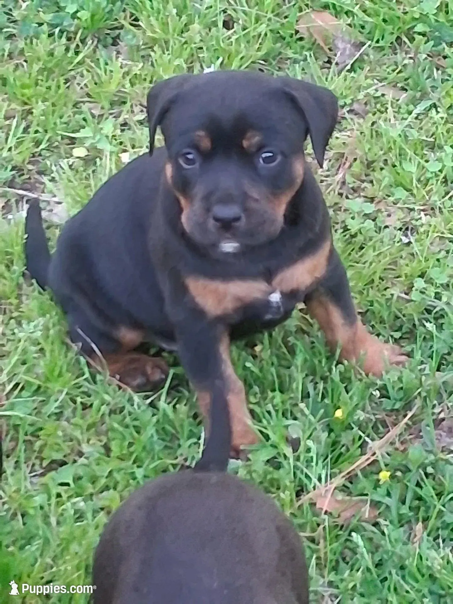 Lulu – Olde English Bulldogge puppy for sale in Monroe, LA