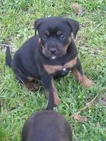 Lulu, a female Olde English Bulldogge for sale in Monroe, LA – Photo 6 of 6