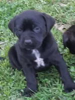 Penny, a female Olde English Bulldogge for sale in Monroe, LA – Photo 3 of 3