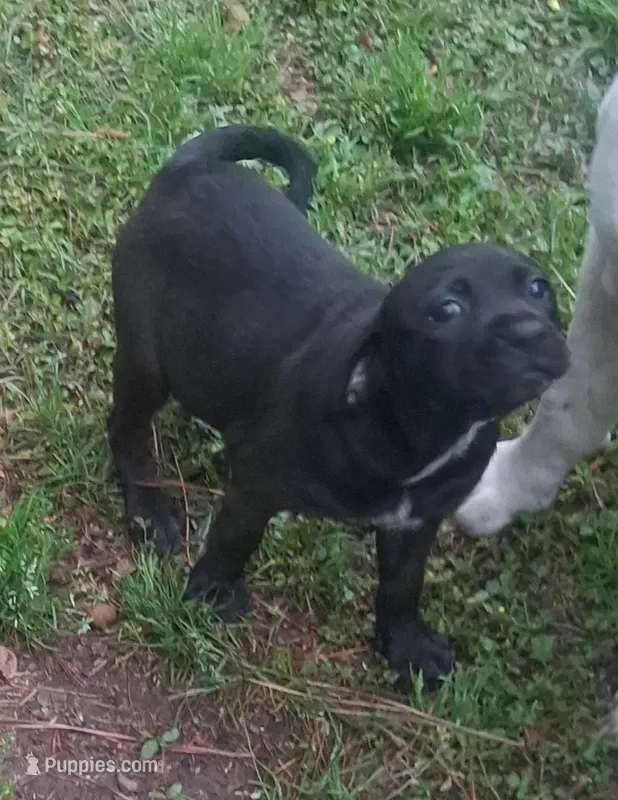 Penny – Olde English Bulldogge puppy for sale in Monroe, LA
