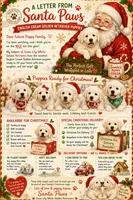 Daisy, a  English Cream Golden Retriever for sale in Pittsfield, MA – 3 of 6