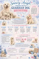 Daisy, a  English Cream Golden Retriever for sale in Pittsfield, MA – 2 of 6