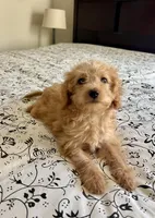 Casey, a female Poodle - Miniature  and Miniature Aussiedoodle for sale in Los Angeles, CA – 2 of 4