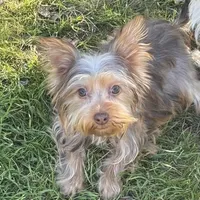 Molly, a female Yorkshire Terrier for sale in Los Angeles, CA – Photo 1 of 2