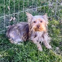Molly, a female Yorkshire Terrier for sale in Los Angeles, CA – Photo 2 of 2
