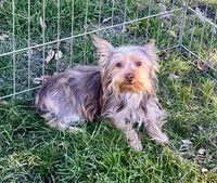Molly, a female Yorkshire Terrier for sale in Los Angeles, CA – Photo 2 of 2