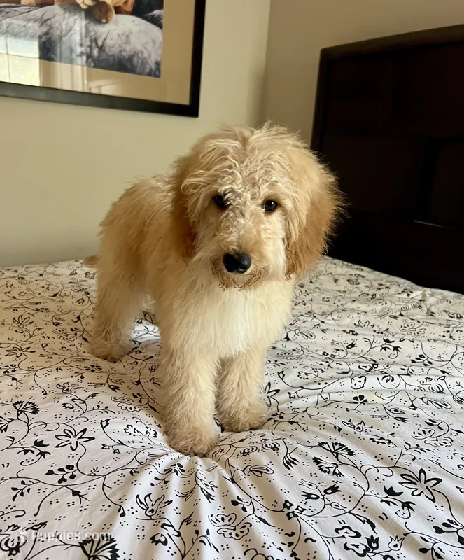 Prince  – Poodle - Miniature , Miniature Aussiedoodle puppy for sale in Los Angeles, CA