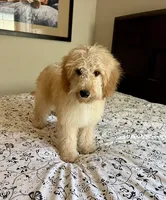 Prince , a male Poodle - Miniature  and Miniature Aussiedoodle for sale in Los Angeles, CA – 1 of 4