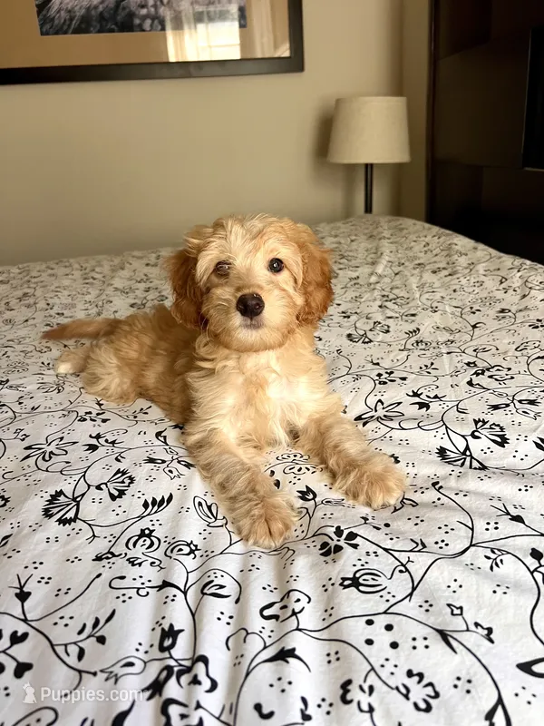 Jessica – Poodle - Miniature , Miniature Aussiedoodle puppy for sale in Los Angeles, CA