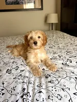 Jessica, a female Poodle - Miniature  and Miniature Aussiedoodle for sale in Los Angeles, CA – 1 of 3