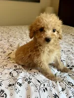 Casey, a female Poodle - Miniature  and Miniature Aussiedoodle for sale in Los Angeles, CA – 1 of 2