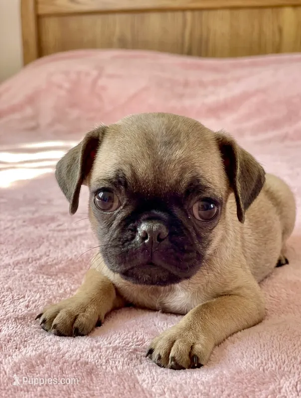 Allie – French Bulldog, Pug puppy for sale in Santa Clarita, CA