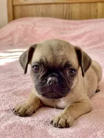 Allie, a female French Bulldog and Pug for sale in Santa Clarita, CA – 1 of 1
