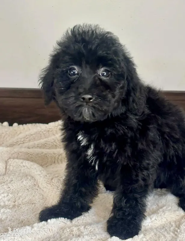 Chyna – Miniature Goldendoodle puppy for sale in Los Angeles, CA