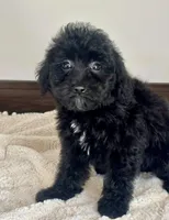 Chyna, a female Miniature Goldendoodle for sale in Los Angeles, CA – 1 of 1