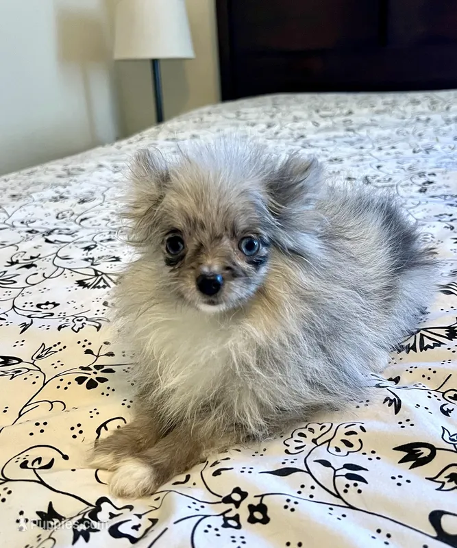Ellie – Pomeranian puppy for sale in Los Angeles, CA