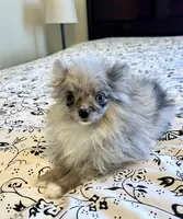 Ellie, a female Pomeranian for sale in Los Angeles, CA – Photo 1 of 3