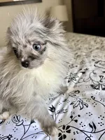 Ellie, a female Pomeranian for sale in Los Angeles, CA – Photo 3 of 3