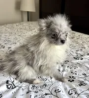 Ellie, a female Pomeranian for sale in Los Angeles, CA – Photo 2 of 3