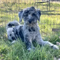 Kovu, a male Miniature Goldendoodle for sale in Los Angeles, CA – Photo 1 of 3