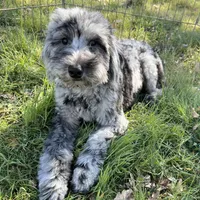 Kovu, a male Miniature Goldendoodle for sale in Los Angeles, CA – Photo 2 of 3
