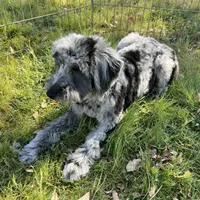 Kovu, a male Miniature Goldendoodle for sale in Los Angeles, CA – Photo 3 of 3
