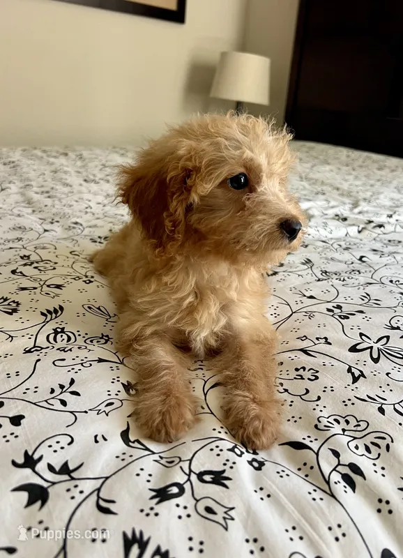 Casey – Poodle - Miniature , Miniature Aussiedoodle puppy for sale in Los Angeles, CA