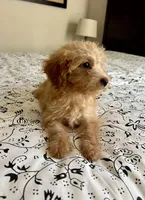 Casey, a female Poodle - Miniature  and Miniature Aussiedoodle for sale in Los Angeles, CA – 1 of 4