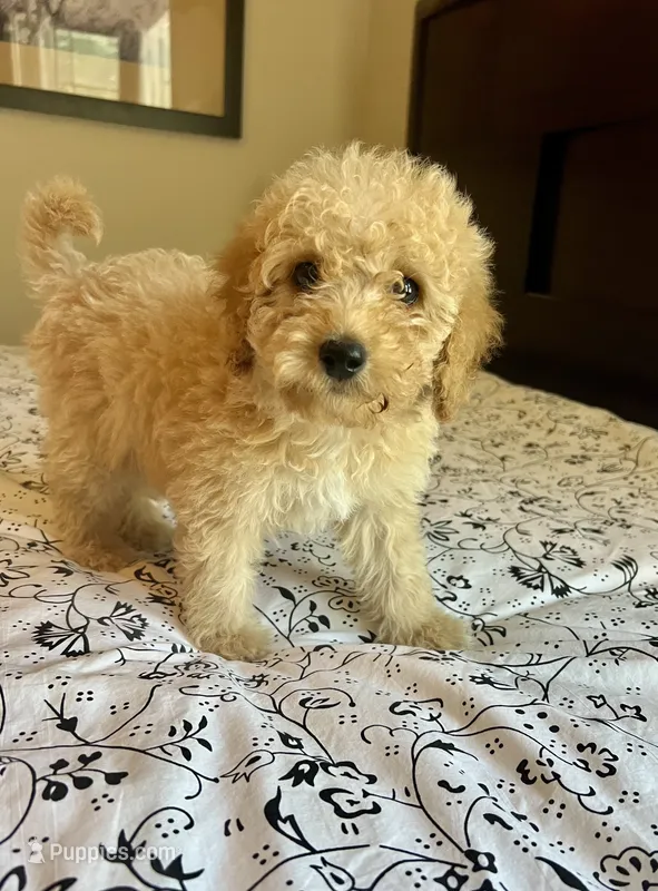 Prince  – Poodle - Miniature , Miniature Aussiedoodle puppy for sale in Los Angeles, CA