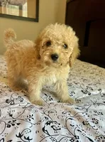 Prince , a male Poodle - Miniature  and Miniature Aussiedoodle for sale in Los Angeles, CA – 1 of 2
