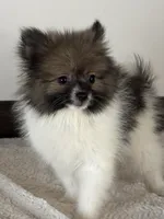 Dagger, a male Pomeranian for sale in Los Angeles, CA – 1 of 2