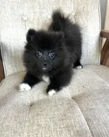 Boots, a male Pomeranian for sale in Los Angeles, CA – Photo 4 of 4