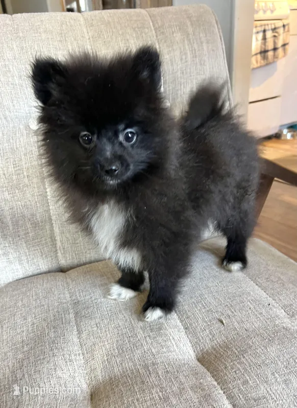 Boots – Pomeranian puppy for sale in Los Angeles, CA