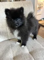 Boots, a male Pomeranian for sale in Los Angeles, CA – Photo 1 of 4