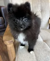 Boots, a male Pomeranian for sale in Los Angeles, CA – Photo 3 of 4