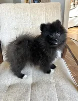 Boots, a male Pomeranian for sale in Los Angeles, CA – Photo 2 of 4