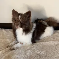 Chachi, a male Pomeranian for sale in Los Angeles, CA – 1 of 1