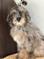 Dexter, a male Poodle - Standard  for sale in Los Angeles, CA – Photo 2 of 2