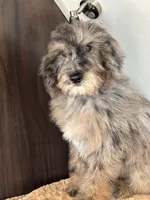 Dexter, a male Poodle - Standard  for sale in Los Angeles, CA – Photo 1 of 2