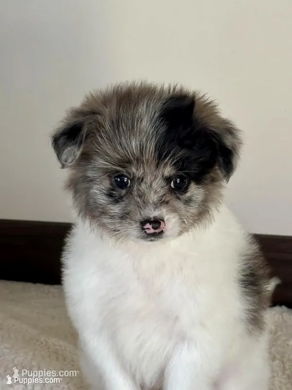 Nikomi , a female Maltipoo for sale in Los Angeles, CA – Photo 1 of 1