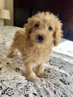 Casey, a female Poodle - Miniature  and Miniature Aussiedoodle for sale in Los Angeles, CA – 4 of 4