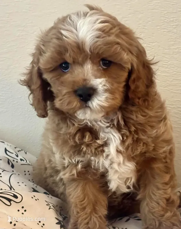 Roman – Cavapoo puppy for sale in Los Angeles, CA