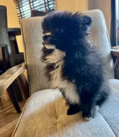 Bowie, a male Pomeranian for sale in Los Angeles, CA – Photo 1 of 3