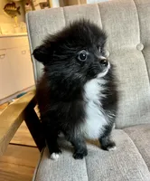 Bowie, a male Pomeranian for sale in Los Angeles, CA – Photo 2 of 3